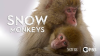 Snow_Monkeys